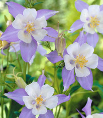 Orlíček obecný směs - Aquilegia caerulea mix - semena - 140 ks