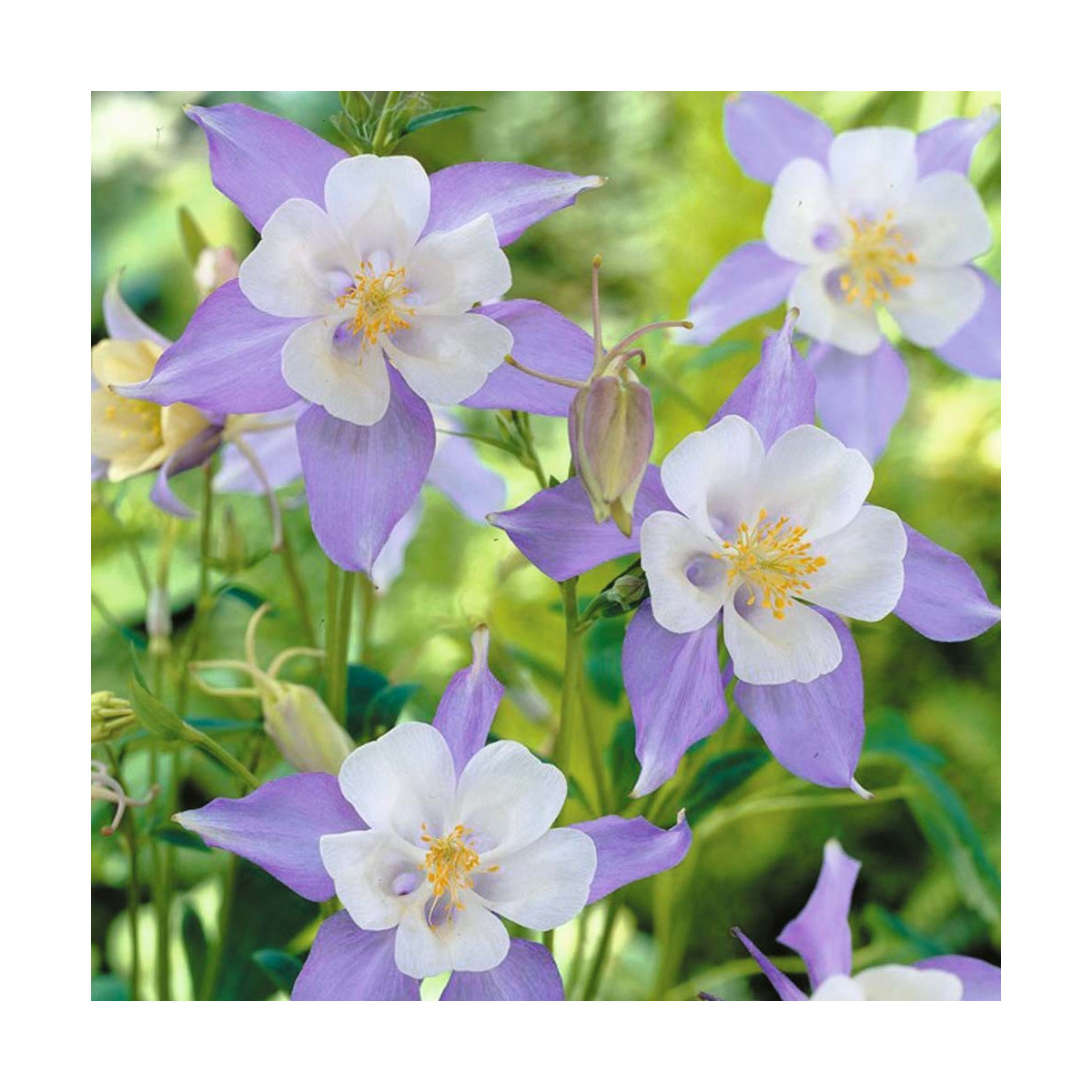 Orlíček obecný směs - Aquilegia caerulea mix - semena - 140 ks