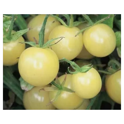 Rajče bílé - semena rajčete - 6 ks