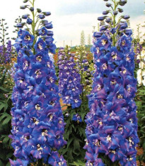Stračka vyvýšená - Delphinium cultorum - semena - 50 ks