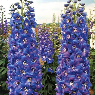 Stračka vyvýšená - Delphinium cultorum - semena - 50 ks