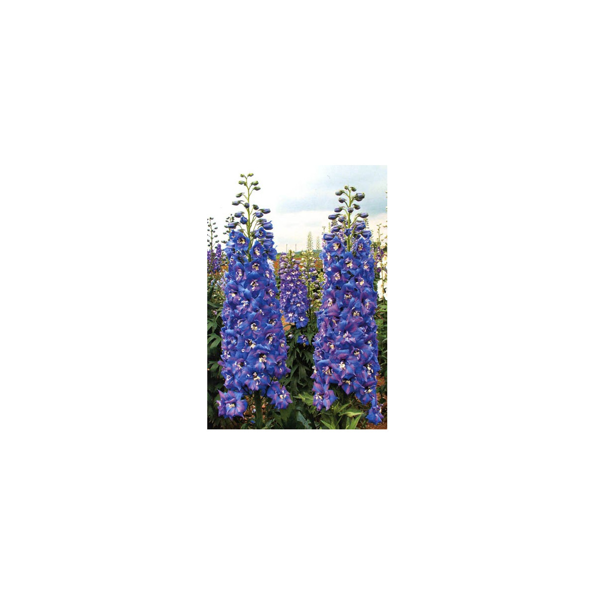 Stračka vyvýšená - Delphinium cultorum - semena - 50 ks