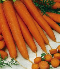 Mrkev raná Gonsenheimer Treib - Daucus carota - semena - 1 g