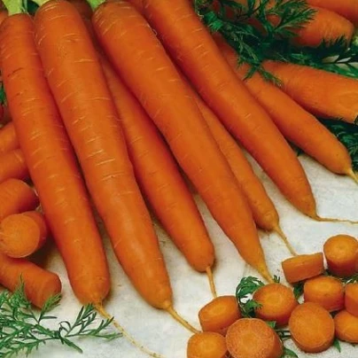 Mrkev raná Gonsenheimer Treib - Daucus carota - semena - 1 g