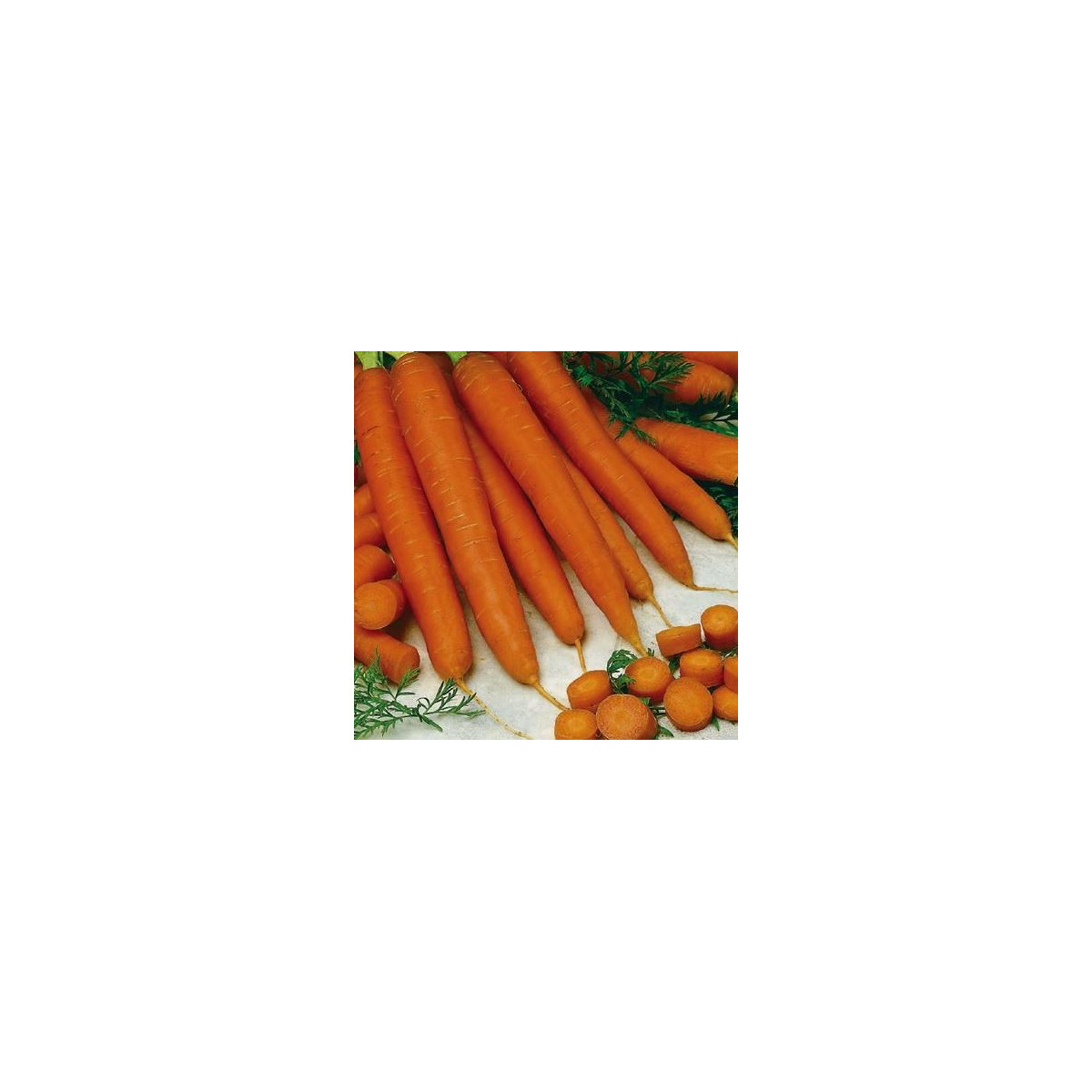 Mrkev raná Gonsenheimer Treib - Daucus carota - semena - 1 gr