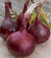 Cibule Červený Baron - Allium cepa L. - semena - 0,5 g