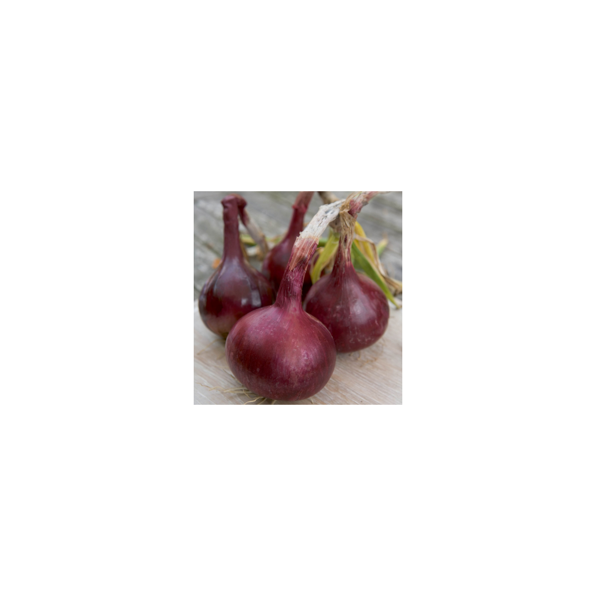 Cibule Červený Baron - semena cibule - Allium cepa L. - 0,5 gr 