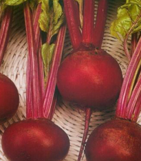 Řepa salátová tmavě červená - Beta Vulgaris L. - semena - 6 g
