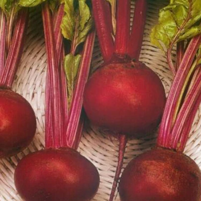 Řepa salátová tmavě červená - Beta Vulgaris L. - semena - 6 g