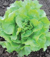 BIO salát hlávkový máslový Mafalda - Lactuca sativa - bio semena - 0,1 g