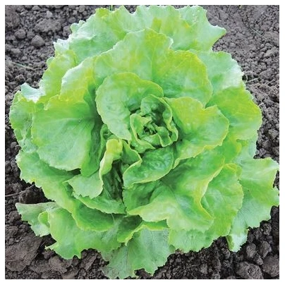 BIO salát hlávkový máslový Mafalda - Lactuca sativa - bio semena - 0,1 g