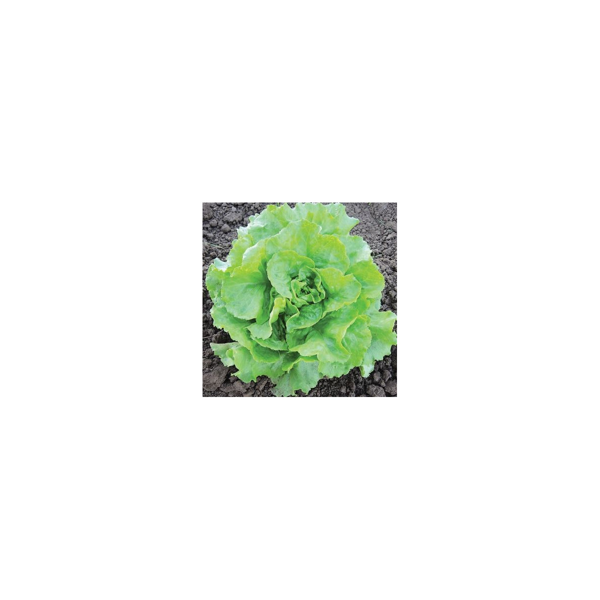 BIO salát hlávkový máslový Mafalda - Lactuca sativa - bio semena - 0,1 g