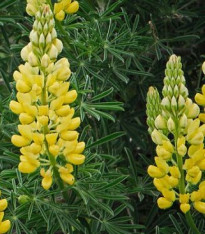 Vlčí bob žlutý - Lupina mnoholistá - Lupinus polyphyllus - semena - 30 ks