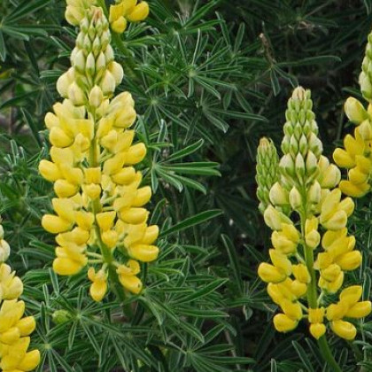 Vlčí bob žlutý - Lupina mnoholistá - semena Vlčího bobu - Lupinus polyphyllus - 30 ks