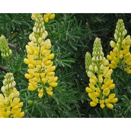 Vlčí bob žlutý - Lupina mnoholistá - Lupinus polyphyllus - semena - 30 ks