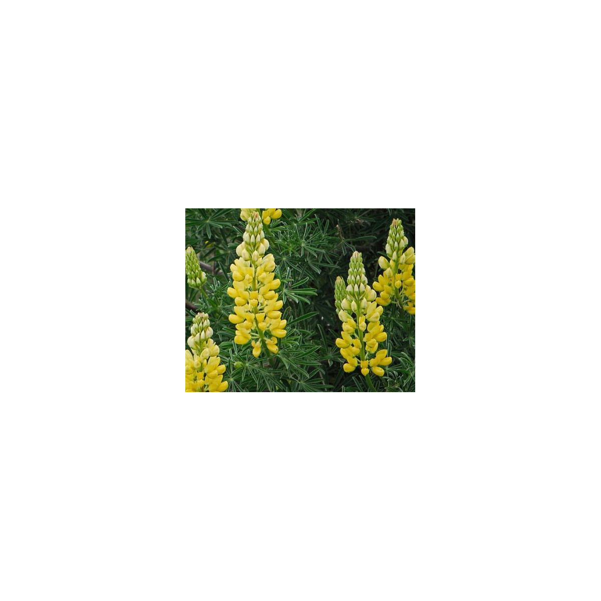 Vlčí bob žlutý - Lupina mnoholistá - semena Vlčího bobu - Lupinus polyphyllus - 30 ks