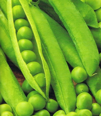 Hrách dřeňový Salout - semena - 10 g