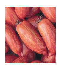 Rajče Skvrnitý Říman - Lycopersicon esculentum - semena - 6 ks