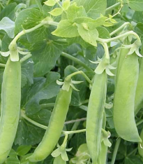 Hrách dřeňový Senator - semena - 50 ks