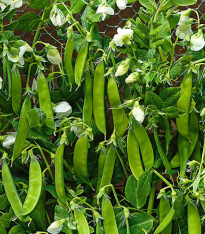 BIO Hrách cukrový Norli - Pisum sativum - bio semena - 15 g