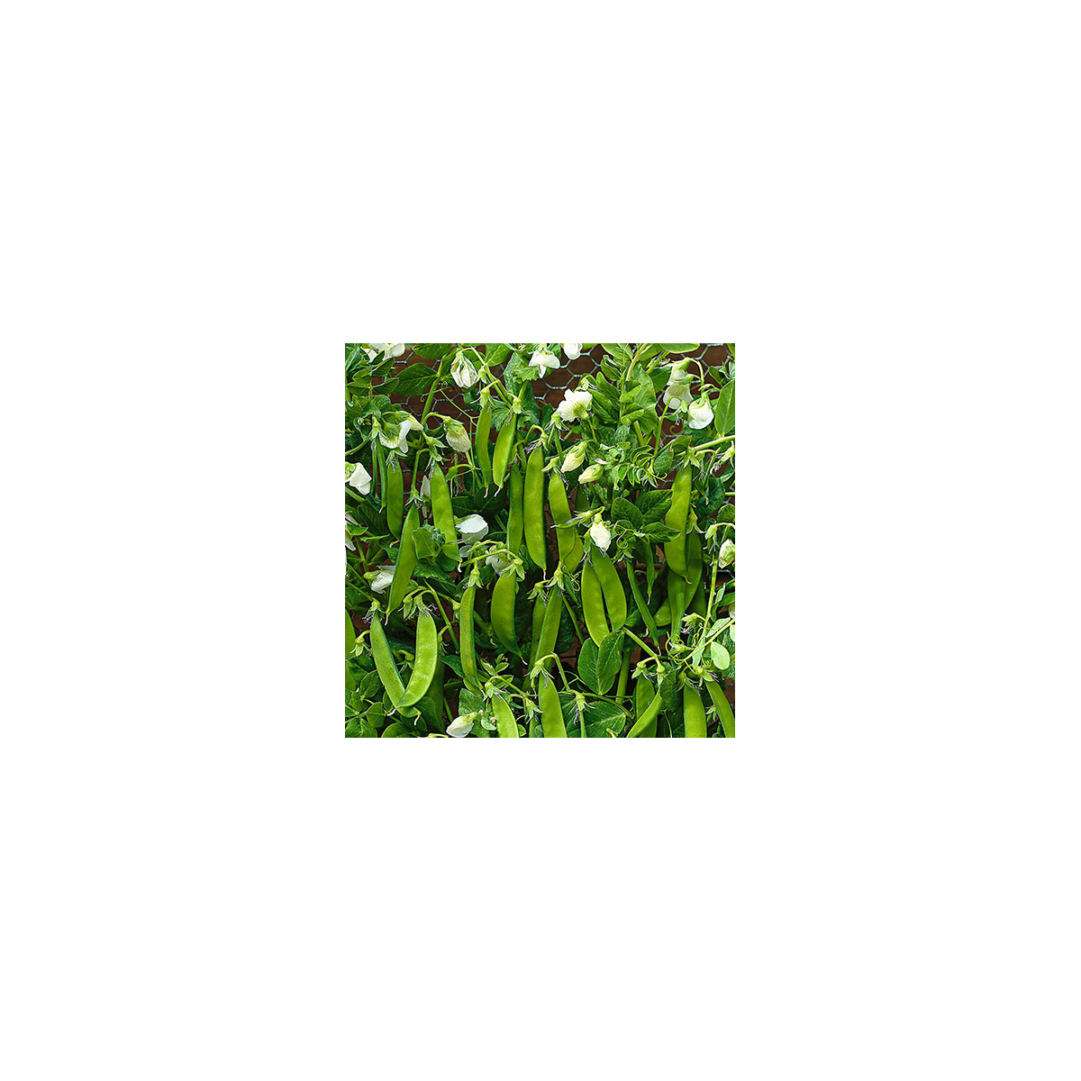 BIO Hrách cukrový Norli - Bio semena - 15 gr - Pisum sativum