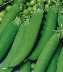 Hrách cukrový Zuccola - Pisum sativum - semena - 10 g