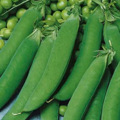 Hrách cukrový Zuccola - Pisum sativum - semena - 10 g