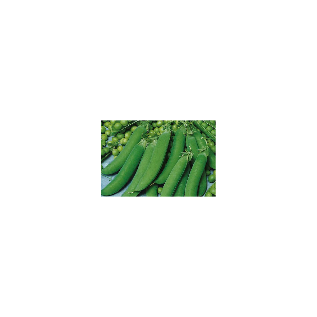 Hrách cukrový Zuccola - Pisum sativum - semena - 10 g