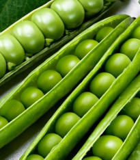 Hrách dřeňový Winner - Pisum sativum - semena - 15 g