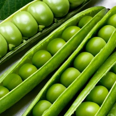 Hrách dřeňový Winner - Pisum sativum - semena - 15 g