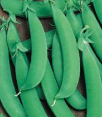 Hrách cukrový Jessy - Pisum sativum - semena - 20 g