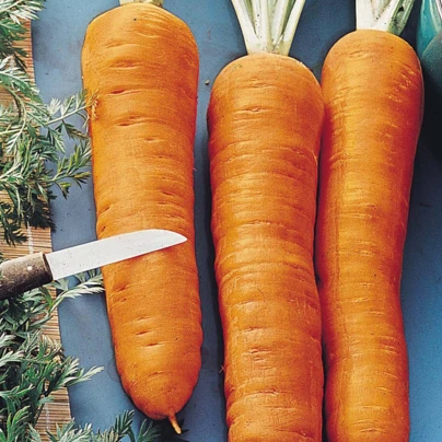 Mrkev Autumn King 2 - Daucus carota - semena - 1 g