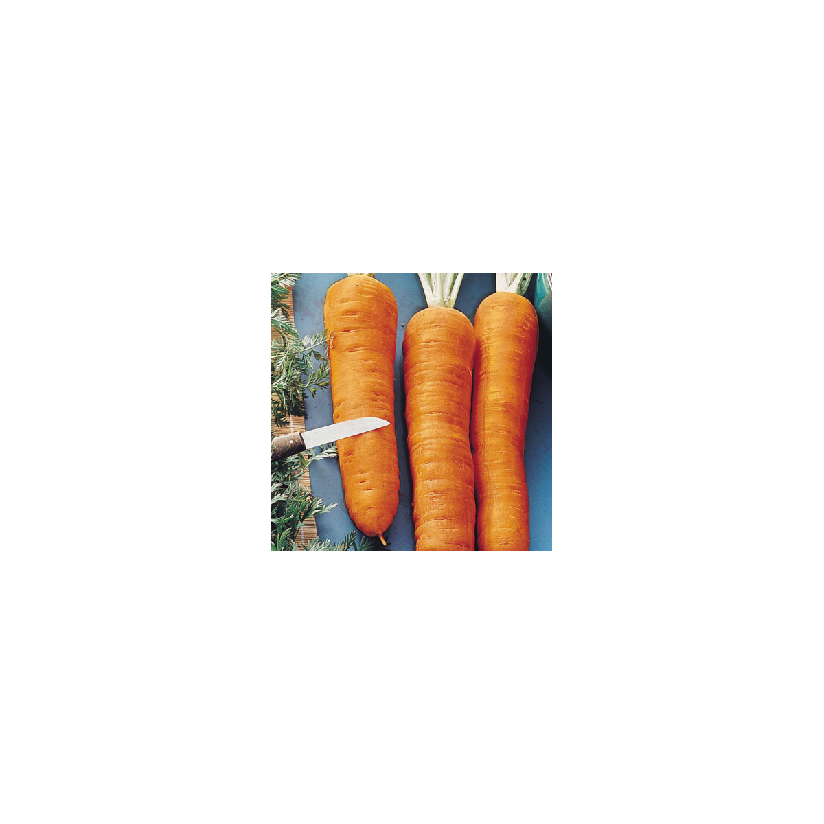 Mrkev Autumn King 2 - Daucus carota - semena - 1 g