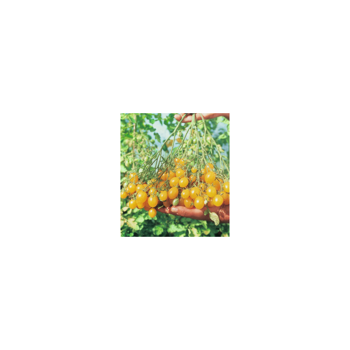 Rajče tyčkové Ildi - Lycopersicon Esculentum - semena - 10 ks