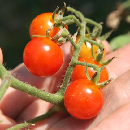 Divoké rajče červené - Lycopersicon pimpinellifolium - semena - 6 ks