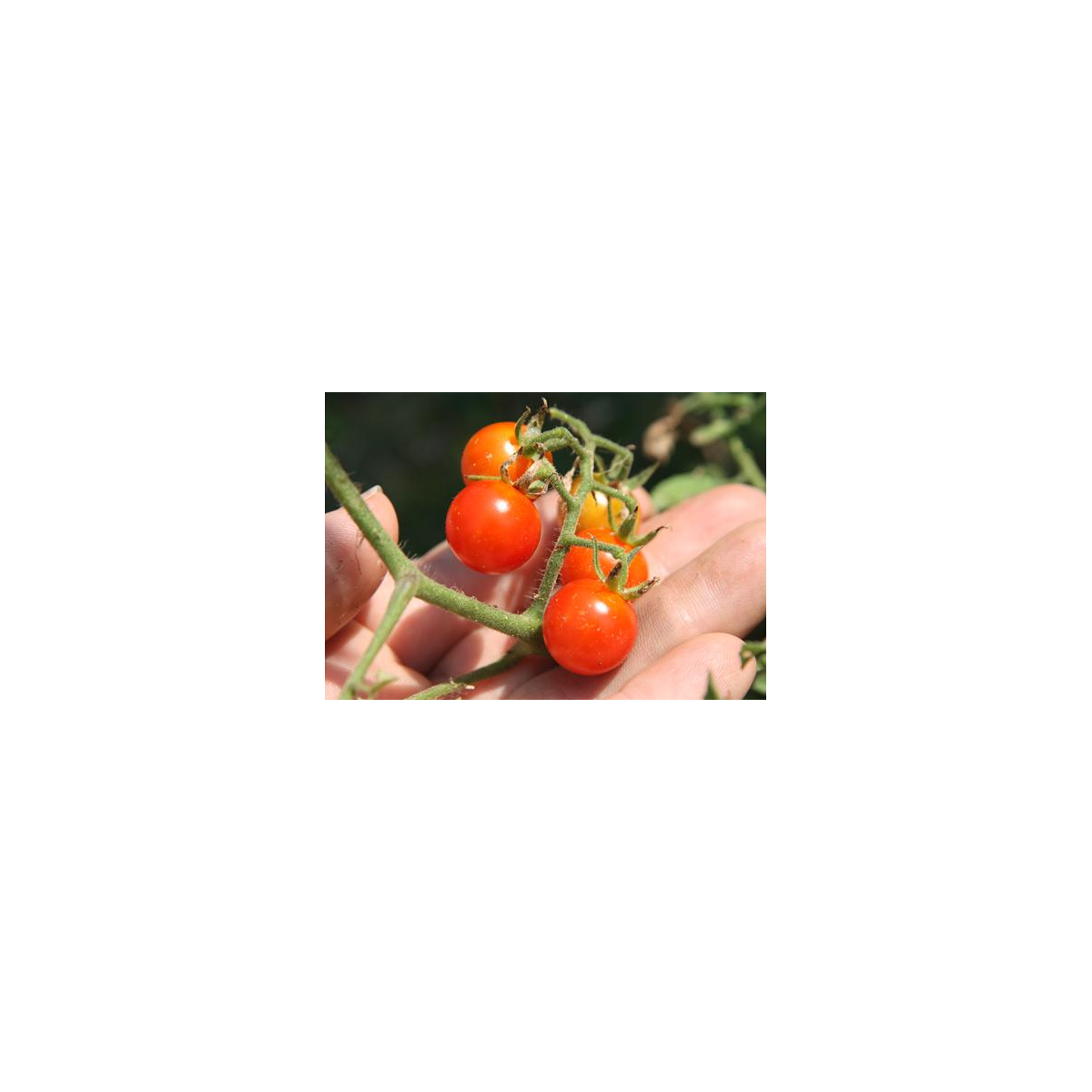 Divoké rajče červené - Lycopersicon pimpinellifolium - semena - 6 ks
