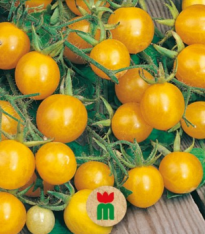 Divoké rajče žluté - Lycopersicon pimpinellifolium - semena - 6 ks