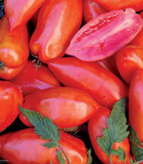 Rajče Opalka - Lycopersicon esculentum - semena - 7 ks