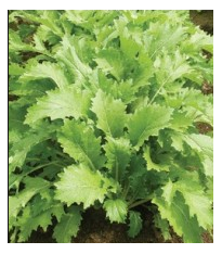 Mizuna Kruis F1 - japonská hořčice - Brassica campestris Japonica - semena - 0,02 g