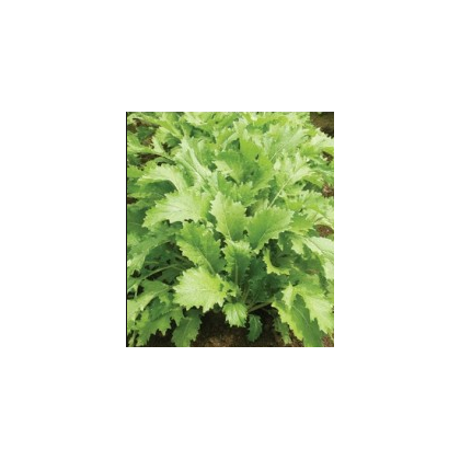 Mizuna Kruis F1 - japonská hořčice - semena Mizuna - 0,02 gr - Brassica campestris Japonica