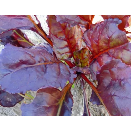 Mizuna Červený Devil F1 - japonská hořčice - Brassica campestris Japonica - semena - 0,02 g