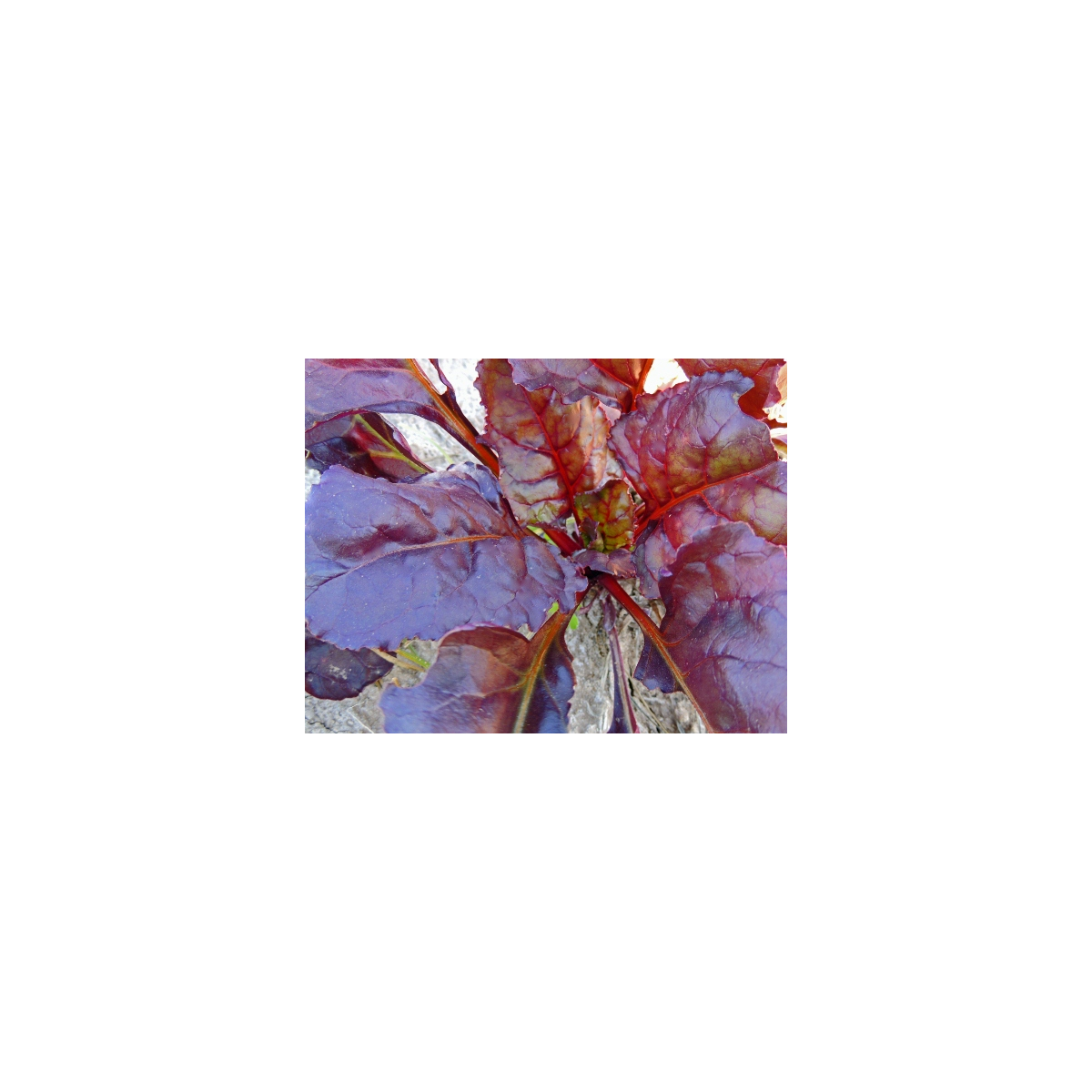 Mizuna Červený Devil F1 - japonská hořčice - semena Mizuna - 0,02 gr - Brassica campestris Japonica