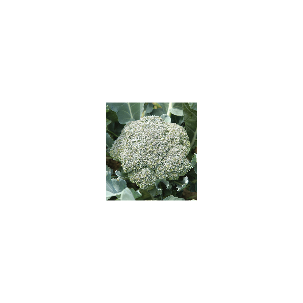 Brokolice Green Magic F1 - Brassica oleracea L. - semena - 20 ks