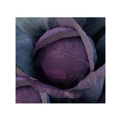 Zelí hlávkové červenočerné - semena Zelí - Brassica oleracea - 0,5 gr