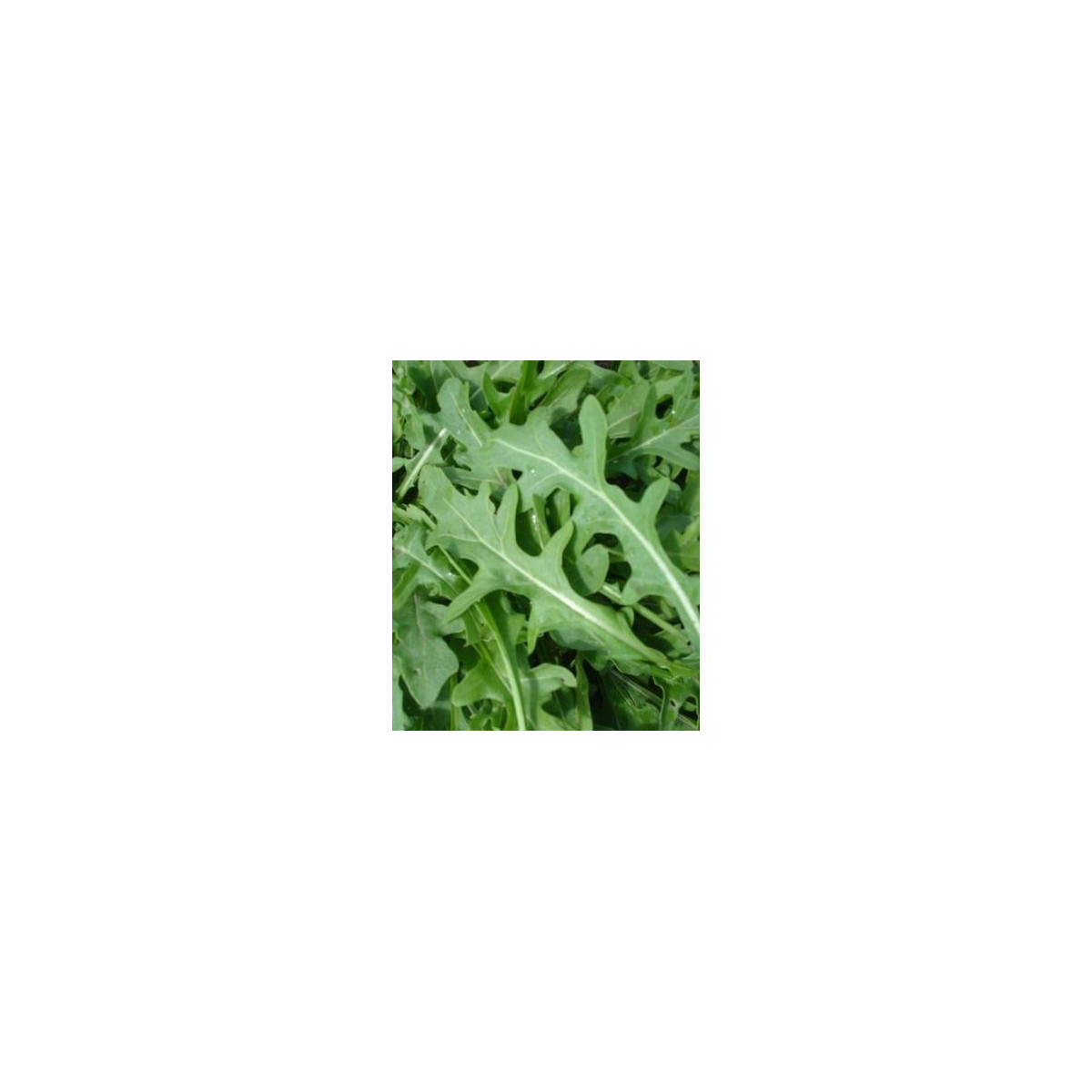 Křez úzkolistý Tiger - Diplotaxis tenuiflora - semena - 20 ks
