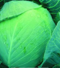 Zelí Dita - hlávkové bílé - Brassica oleracea - semena - 0,8 g
