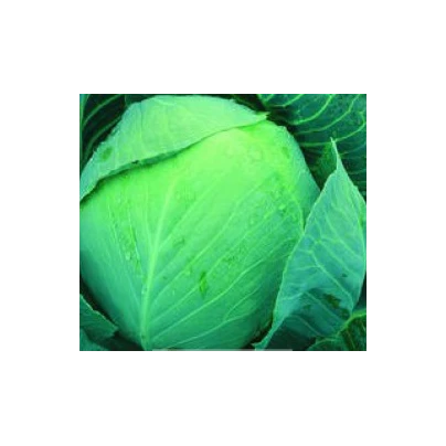 Zelí Dita - hlávkové bílé - Brassica oleracea - semena - 0,8 g