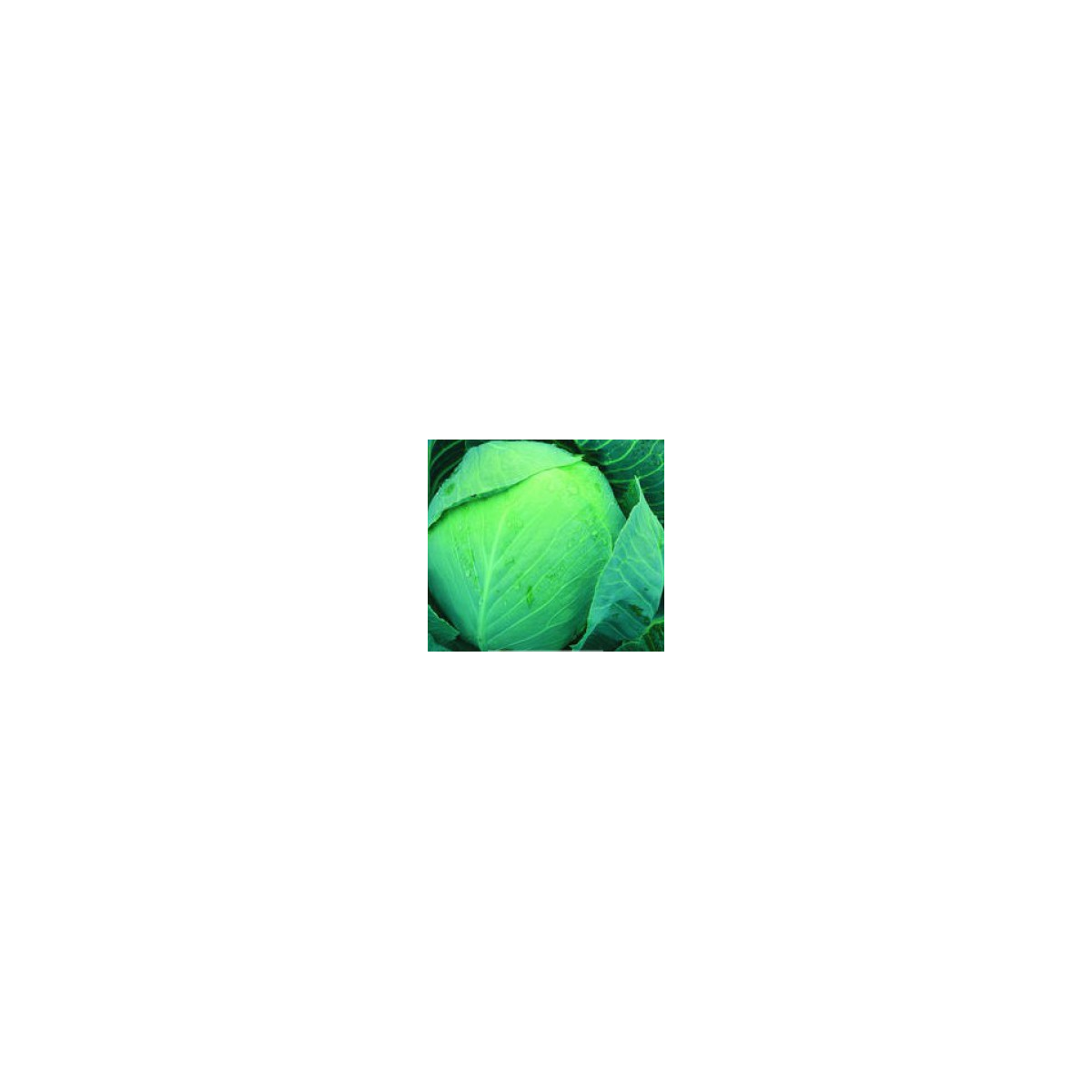 Zelí Dita - hlávkové bílé - Brassica oleracea - semena - 0,8 g