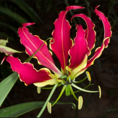 Glorióza - Gloriosa rotschildana - cibuloviny - 1 ks