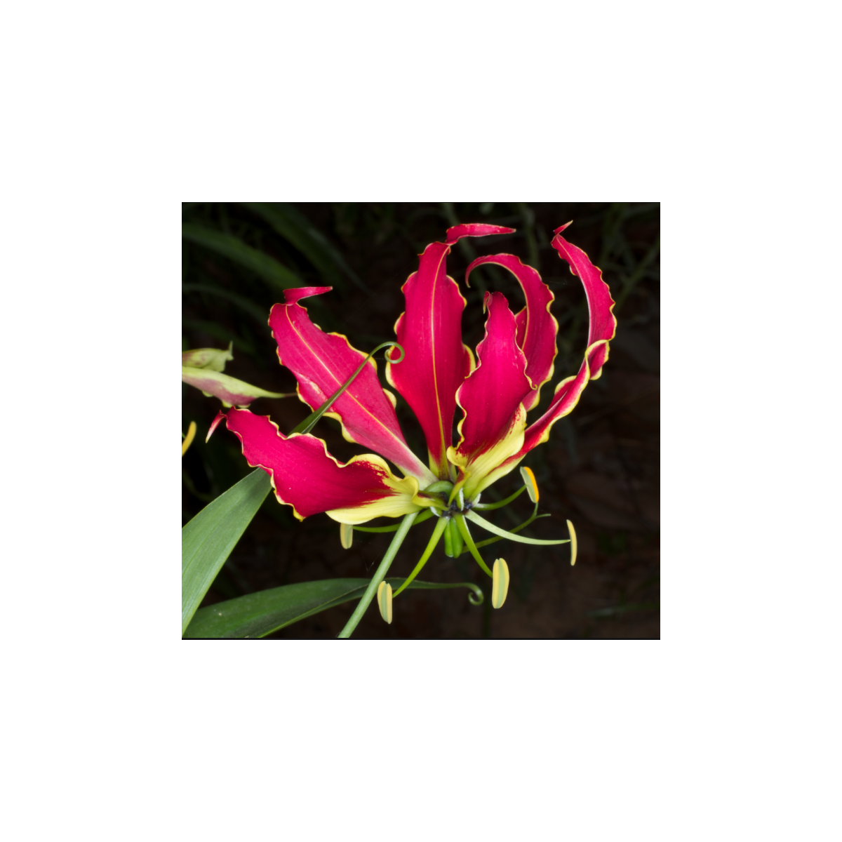 Glorióza - Gloriosa rotschildana - cibuloviny - 1 ks